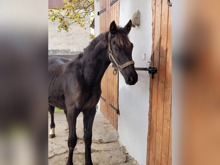 Knabstrup Étalon 1 Année 140 cm Noir in Windelsbach