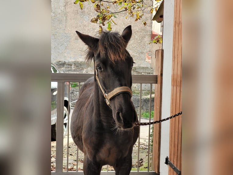 Knabstrup Étalon 1 Année 140 cm Noir in Windelsbach