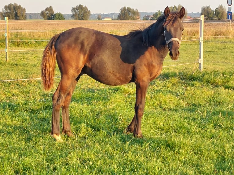 Knabstrup Étalon 1 Année 140 cm Noir in Windelsbach