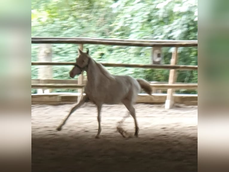 Knabstrup Étalon 1 Année 145 cm Léopard in Mariano Comense (Como)