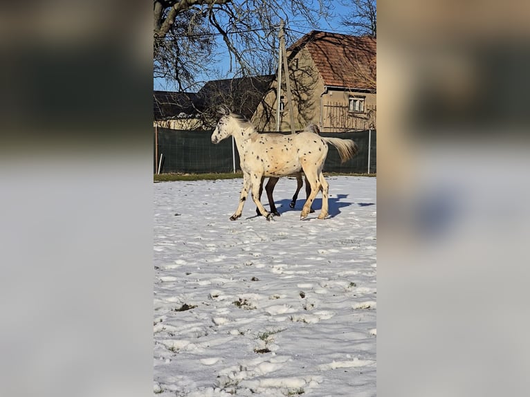 Knabstrup Étalon 1 Année 150 cm Léopard in Thümmlitzwalde