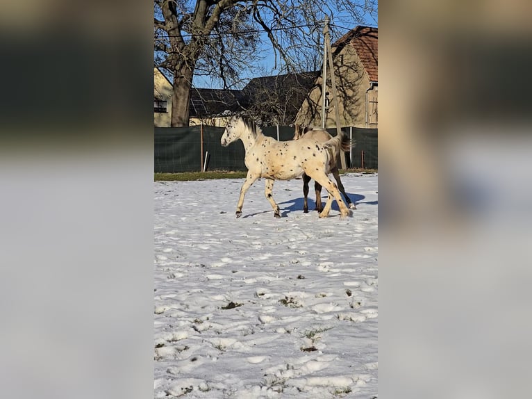 Knabstrup Étalon 1 Année 150 cm Léopard in Thümmlitzwalde
