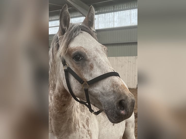 Knabstrup Étalon 1 Année 152 cm Blanc in Hillerød