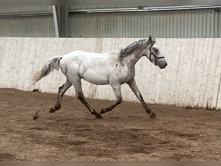 Knabstrup Étalon 1 Année 152 cm Blanc in Hillerød