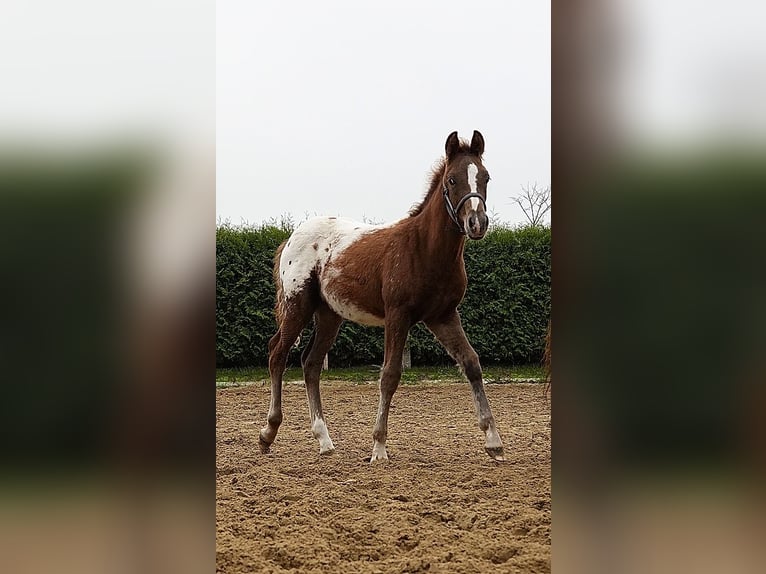 Knabstrup Croisé Étalon 1 Année 155 cm Léopard in Utzedel