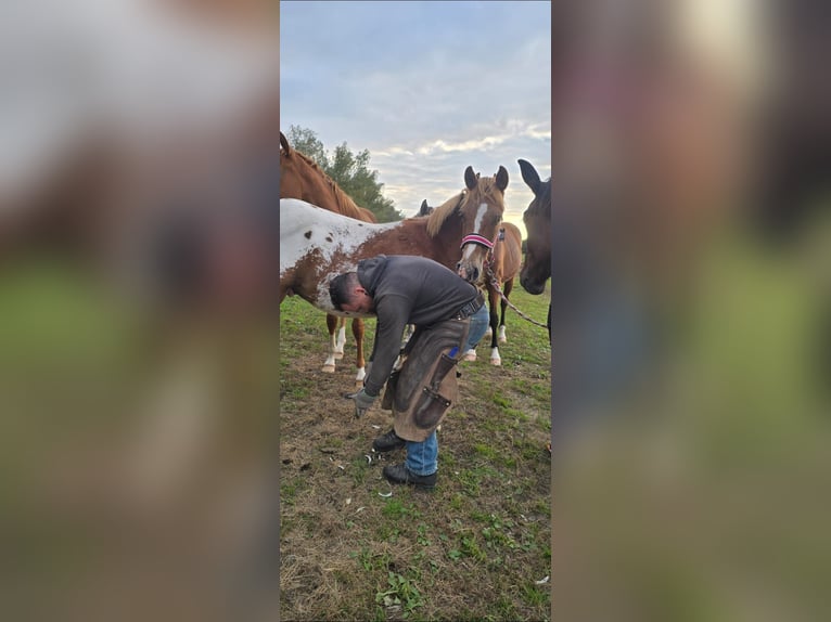 Knabstrup Croisé Étalon 1 Année 155 cm Léopard in Utzedel