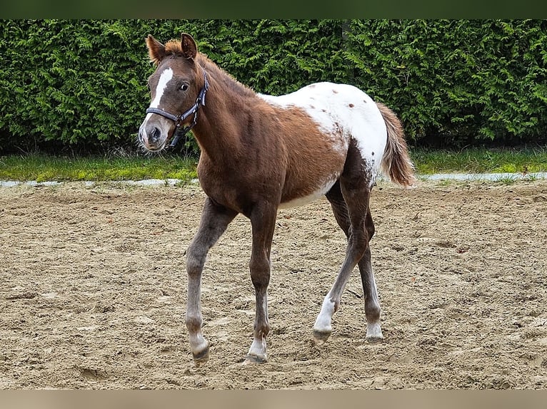 Knabstrup Croisé Étalon 1 Année 155 cm Léopard in Utzedel