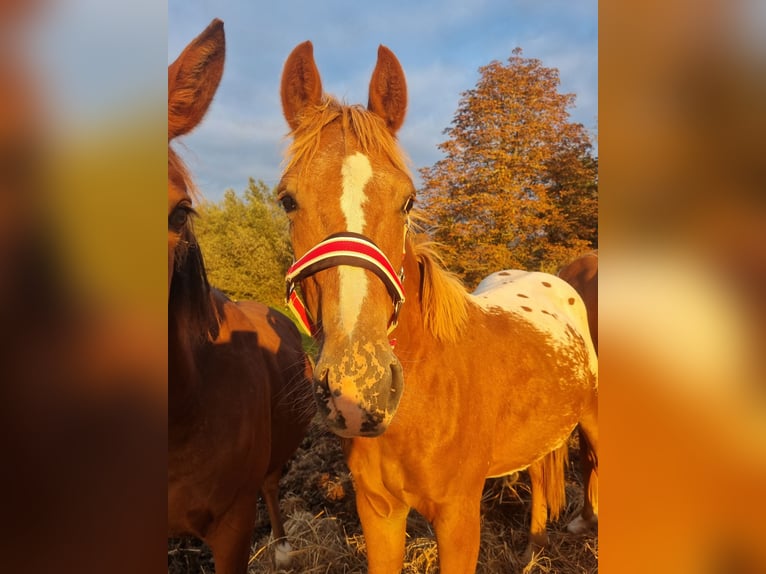 Knabstrup Croisé Étalon 1 Année 155 cm Léopard in Utzedel