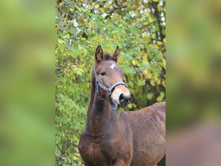 Knabstrup Étalon 1 Année 157 cm Bai in Roßhaupten
