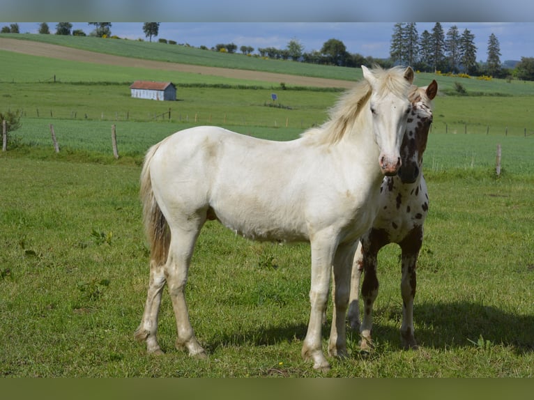 Knabstrup Croisé Étalon 1 Année 160 cm Blanc in Weiler