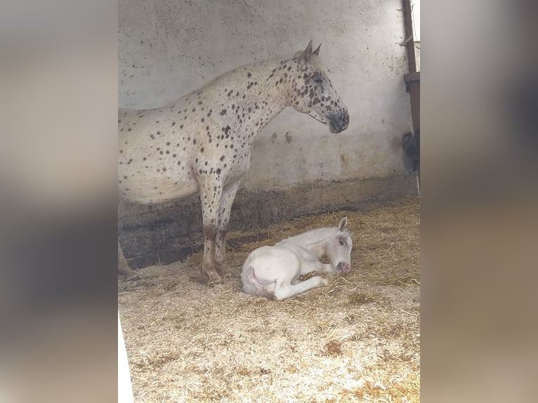 Knabstrup Étalon 1 Année 165 cm Blanc in Mengkofen