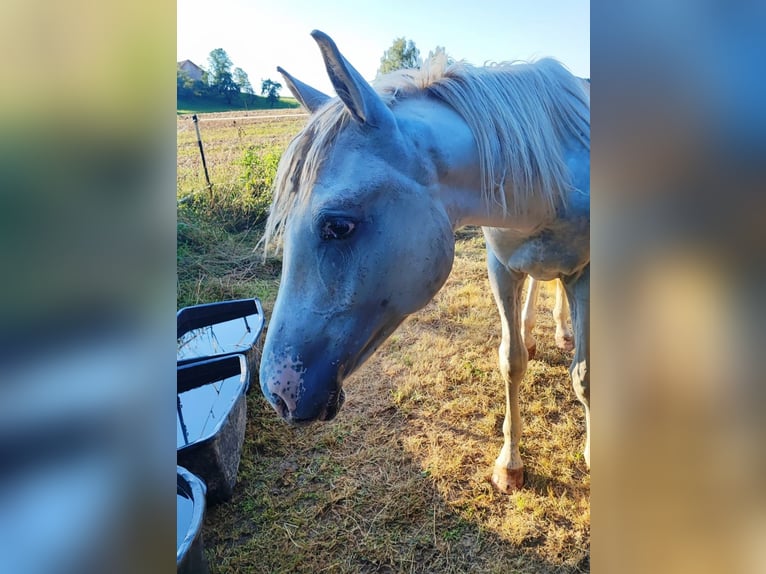 Knabstrup Étalon 1 Année 165 cm Blanc in Mengkofen