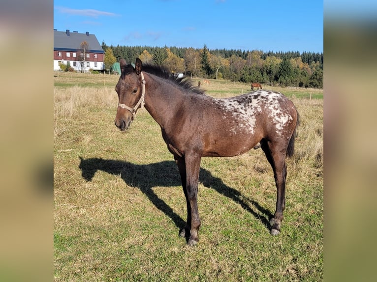 Knabstrup Étalon 1 Année 168 cm Léopard in Marienberg