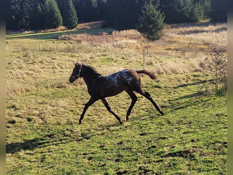 Knabstrup Étalon 1 Année 168 cm Léopard in Marienberg