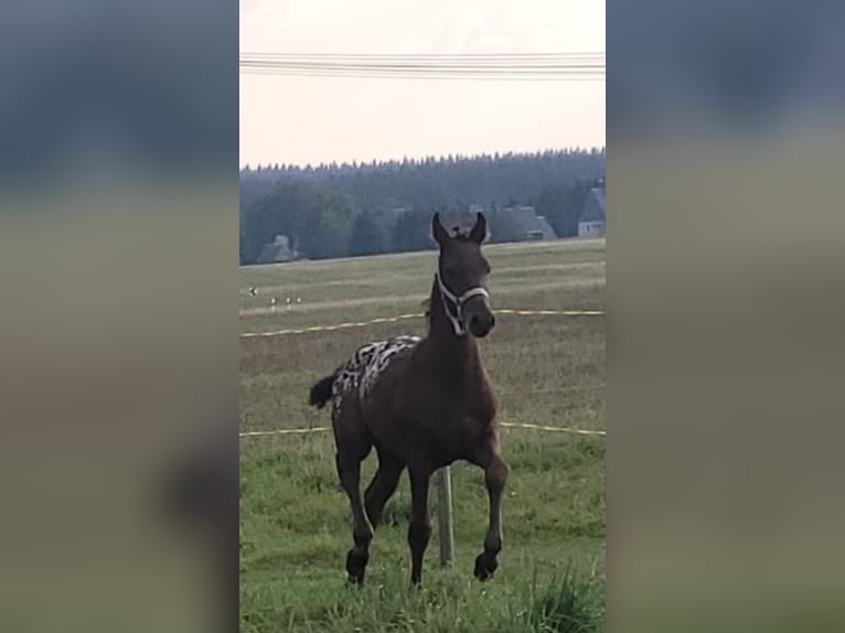 Knabstrup Étalon 1 Année 168 cm Léopard in Marienberg