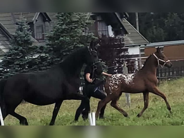 Knabstrup Étalon 1 Année 168 cm Léopard in Marienberg