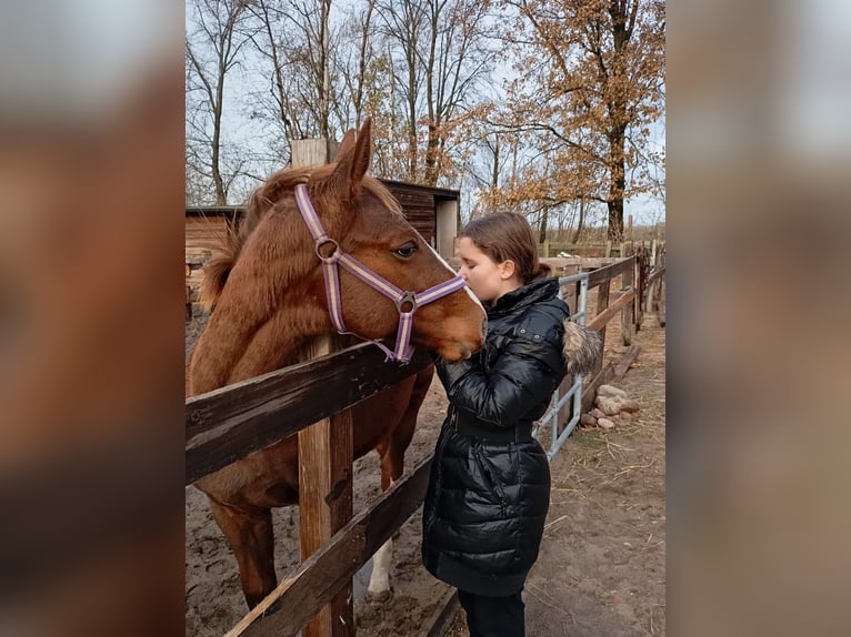 Knabstrup Étalon 1 Année Alezan brûlé in Neiße-Malxetal