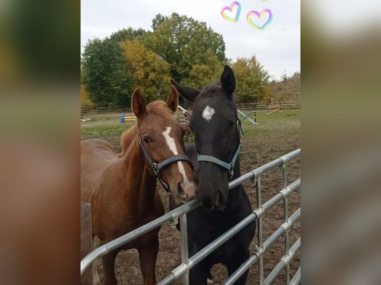 Knabstrup Étalon 1 Année Alezan brûlé in Neiße-Malxetal