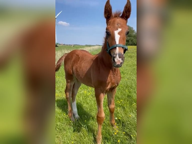 Knabstrup Étalon 1 Année Alezan brûlé in Neiße-Malxetal