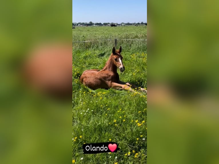 Knabstrup Étalon 1 Année Alezan brûlé in Neiße-Malxetal