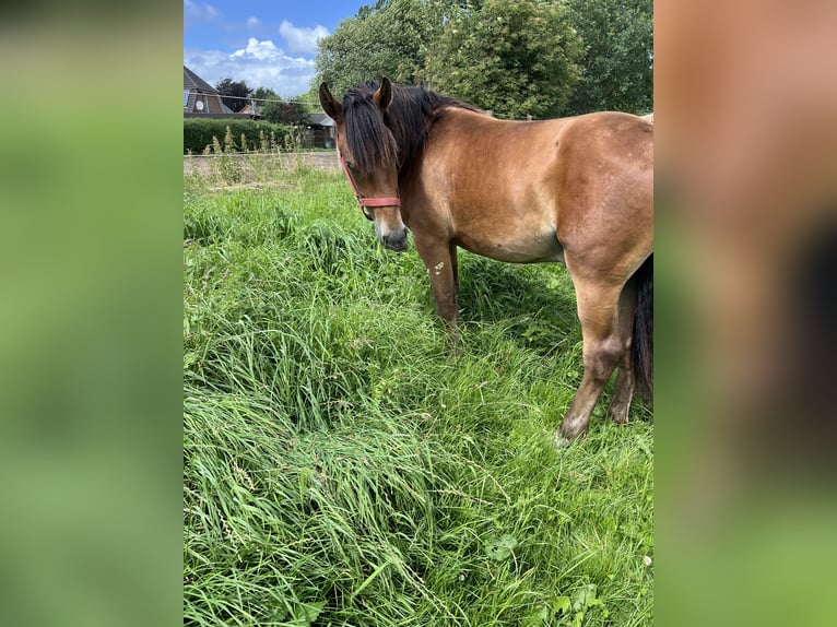 Knabstrup Étalon 2 Ans 140 cm Bai in Kiel