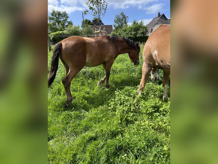 Knabstrup Étalon 2 Ans 140 cm Bai in Kiel