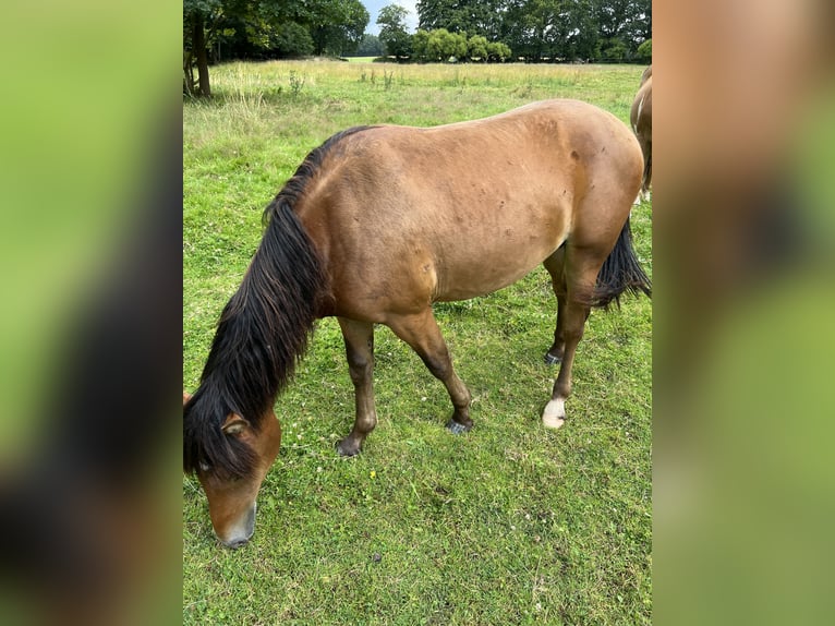 Knabstrup Étalon 2 Ans 140 cm Bai in Kiel