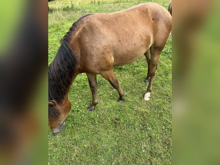 Knabstrup Étalon 2 Ans 140 cm Bai in Kiel