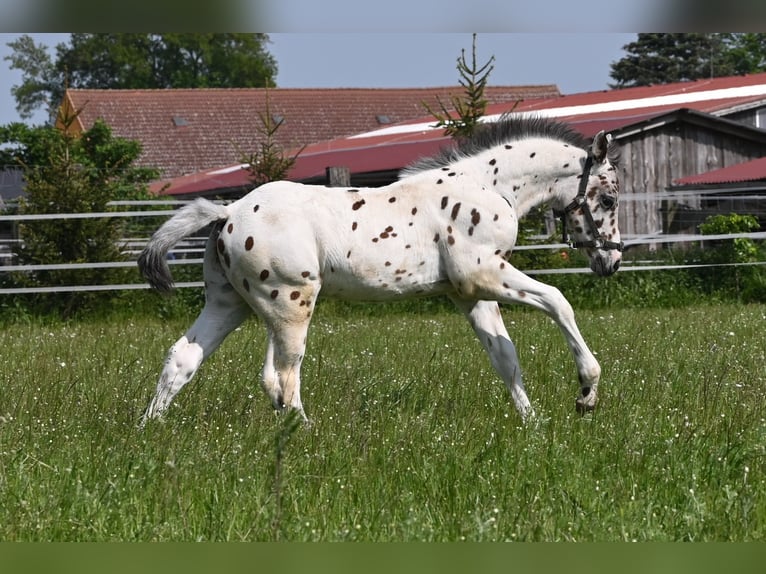 Knabstrup Étalon 2 Ans 150 cm Léopard in Reichenwalde