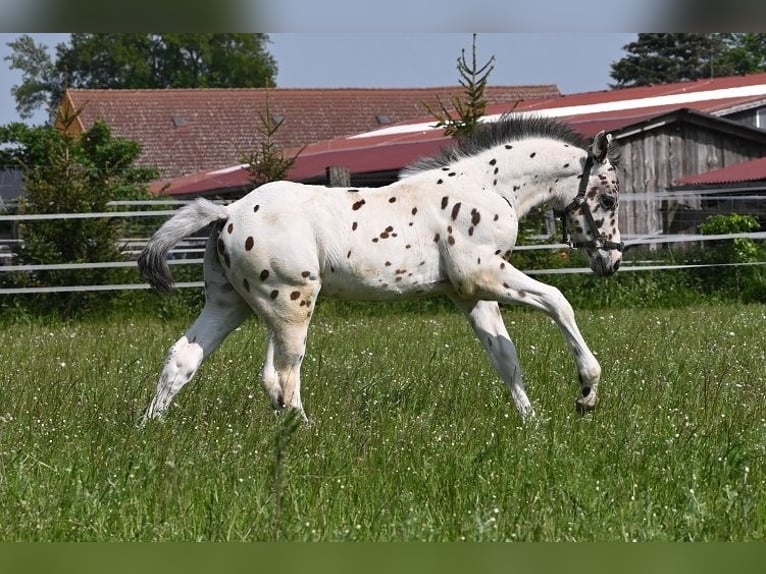 Knabstrup Étalon 2 Ans 152 cm Léopard in Reichenwalde