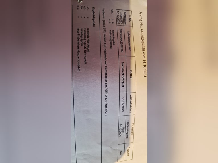 Knabstrup Étalon 2 Ans 155 cm Léopard in Rehburg-Loccum