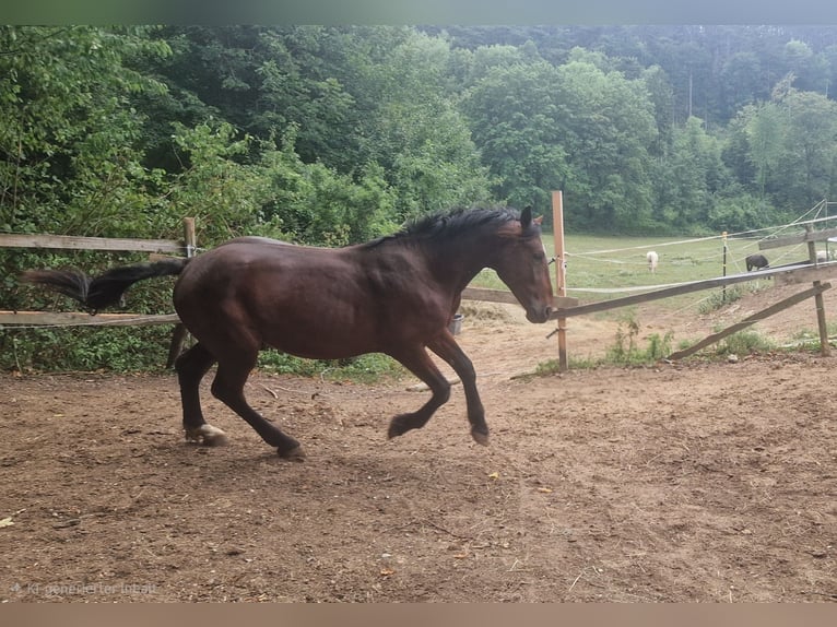Knabstrup Étalon 2 Ans 160 cm  in Berndorf