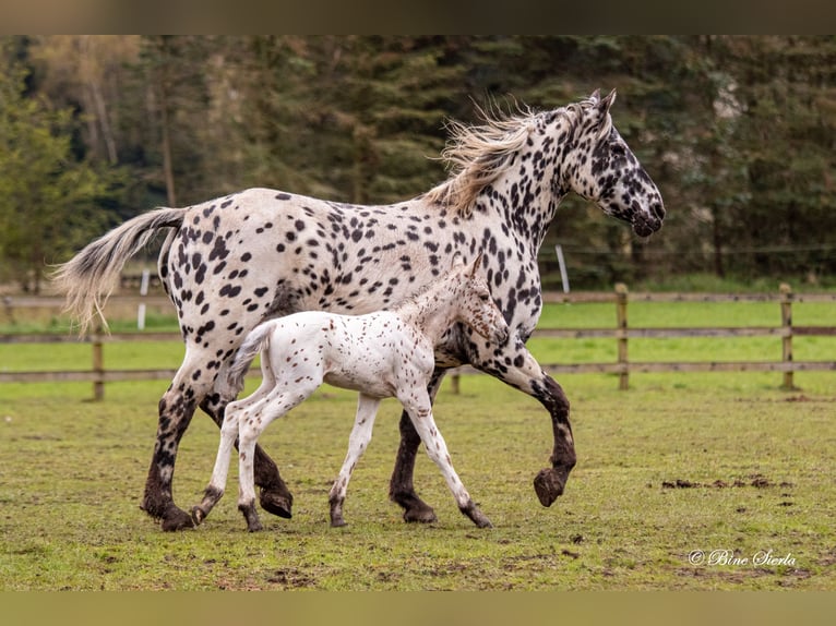 Knabstrup Étalon 2 Ans 160 cm Léopard in Fredensborg