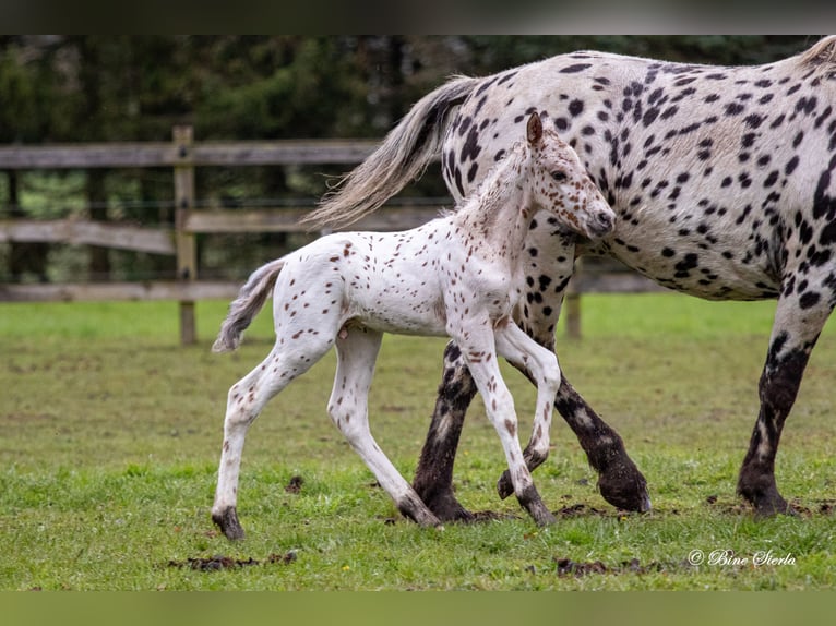 Knabstrup Étalon 2 Ans 160 cm Léopard in Fredensborg