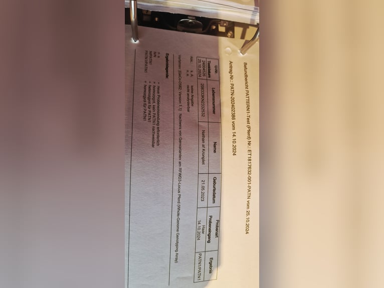 Knabstrup Étalon 2 Ans 162 cm Léopard in Rehburg-Loccum