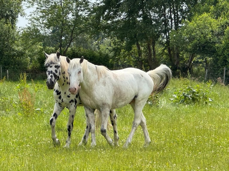 Knabstrup Étalon 3 Ans 154 cm Blanc in Mohrkirch