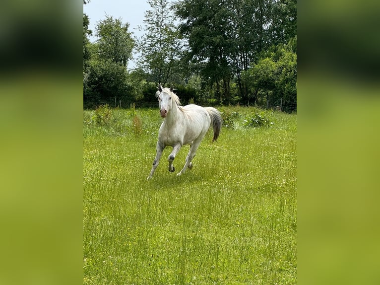 Knabstrup Étalon 3 Ans 154 cm Blanc in Mohrkirch