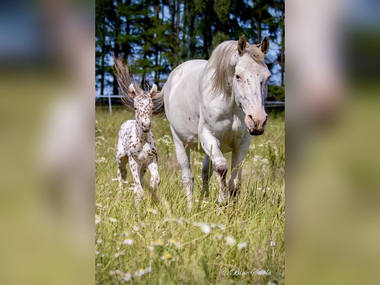 Knabstrup Étalon 3 Ans 154 cm Léopard in Fredensborg