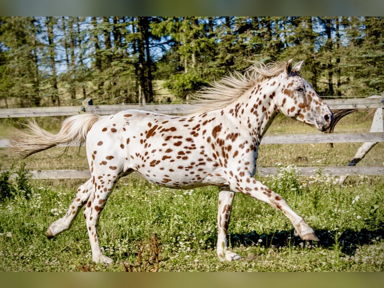 Knabstrup Étalon 3 Ans 154 cm Léopard in Fredensborg