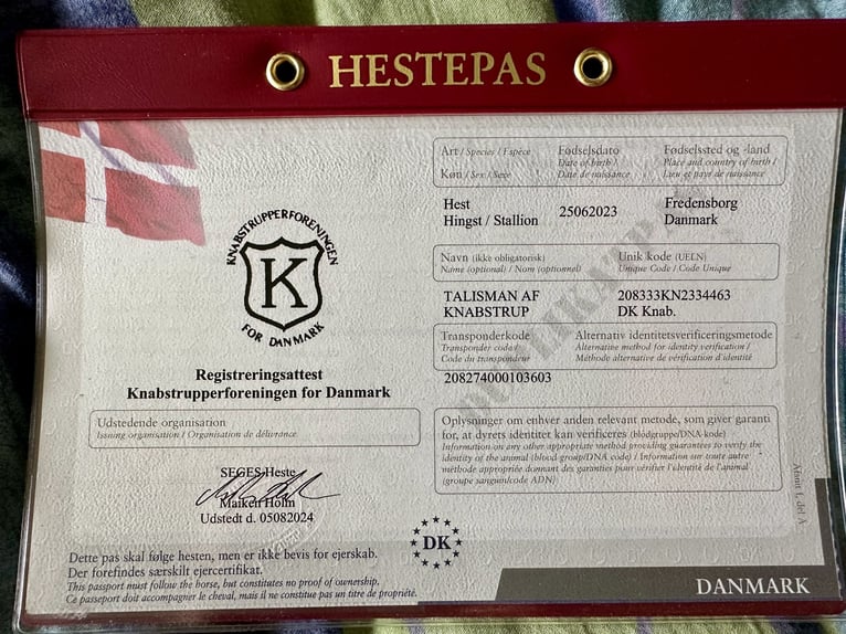 Knabstrup Étalon 3 Ans 155 cm Léopard in Fredensborg