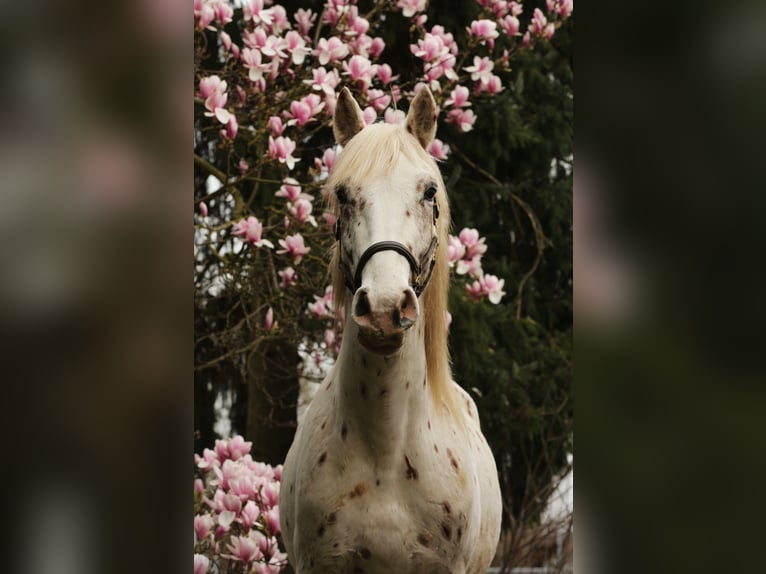 Knabstrup Étalon 3 Ans 158 cm Léopard in Rehburg-Loccum Münchehagen