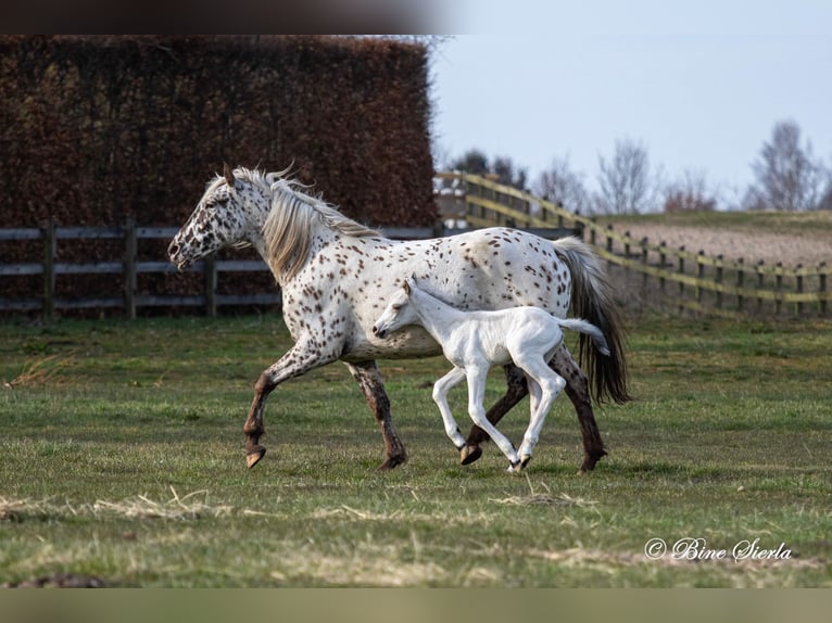 Knabstrup Étalon 3 Ans 160 cm Blanc in Fredensborg