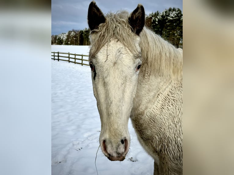 Knabstrup Étalon 3 Ans 160 cm Blanc in Fredensborg