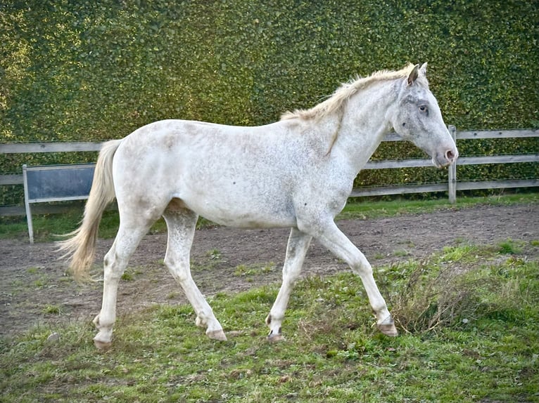 Knabstrup Étalon 3 Ans 160 cm Léopard in Fredensborg