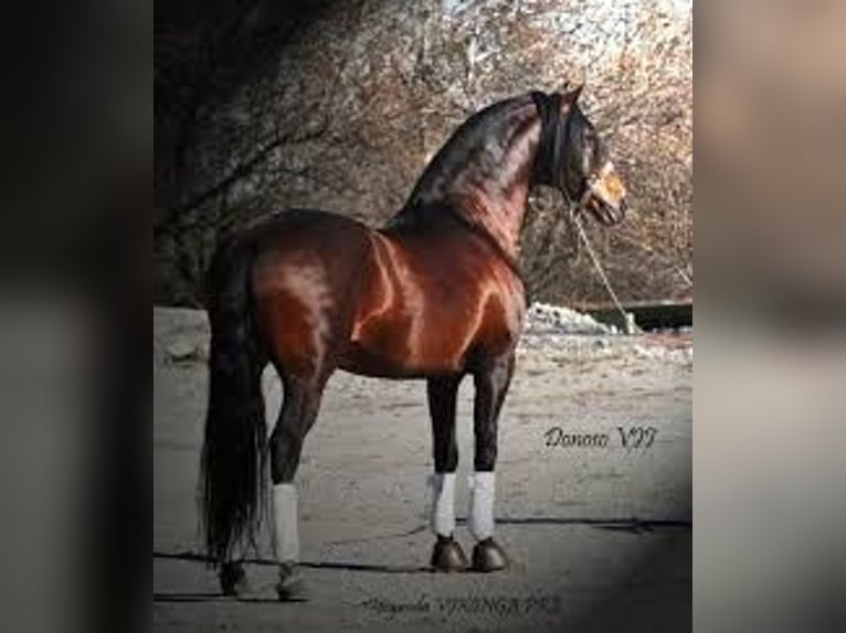 Knabstrup Étalon 3 Ans 160 cm Léopard in Fredensborg