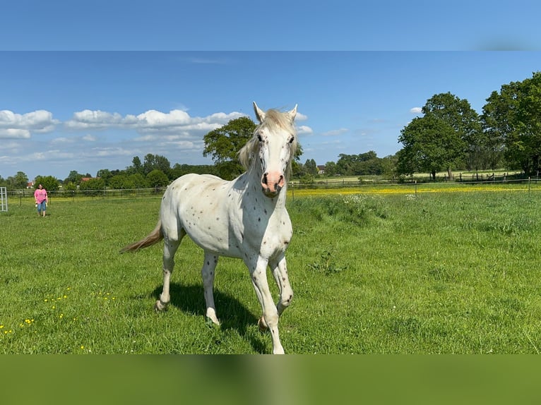 Knabstrup Étalon 3 Ans 160 cm Léopard in Rehburg-Loccum Münchehagen