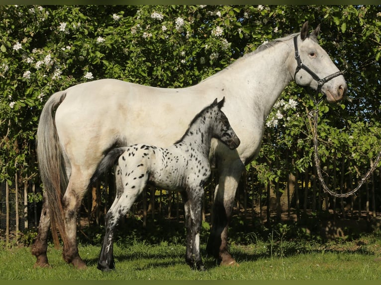Knabstrup Étalon 3 Ans 160 cm Léopard in Rehburg-Loccum Münchehagen