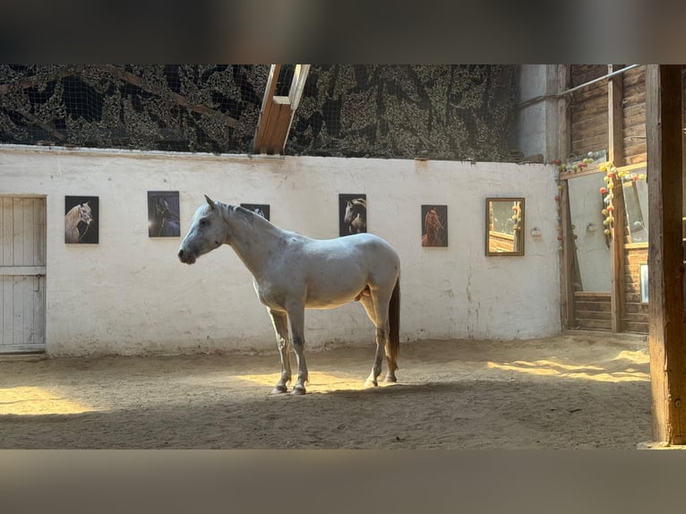 Knabstrup Étalon 3 Ans 160 cm Léopard in Rehburg-Loccum Münchehagen