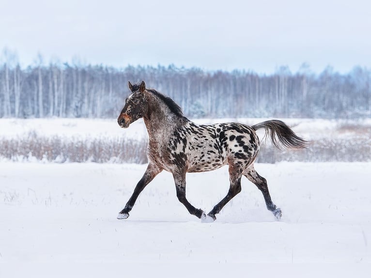 Knabstrup Croisé Étalon 3 Ans 162 cm Léopard in Augšdaugavas nov.