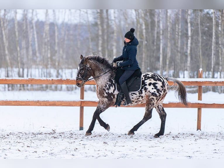 Knabstrup Croisé Étalon 3 Ans 162 cm Léopard in Augšdaugavas nov.